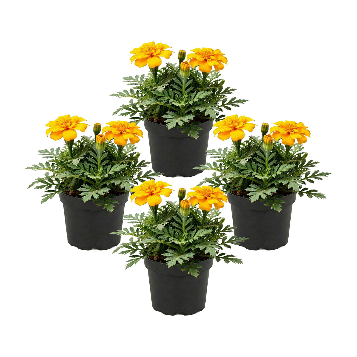 The Three Company Durango Yellow marigold pack brightens borders and containers.