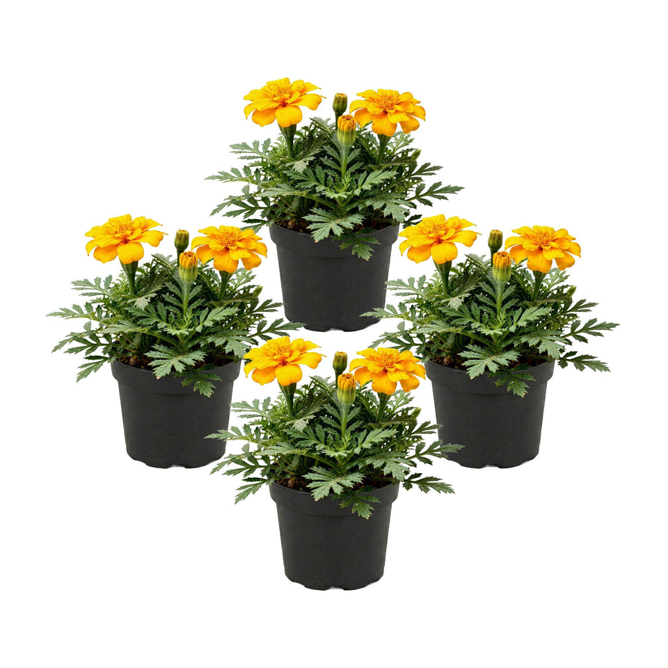 The Three Company Durango Yellow marigold pack brightens borders and containers.