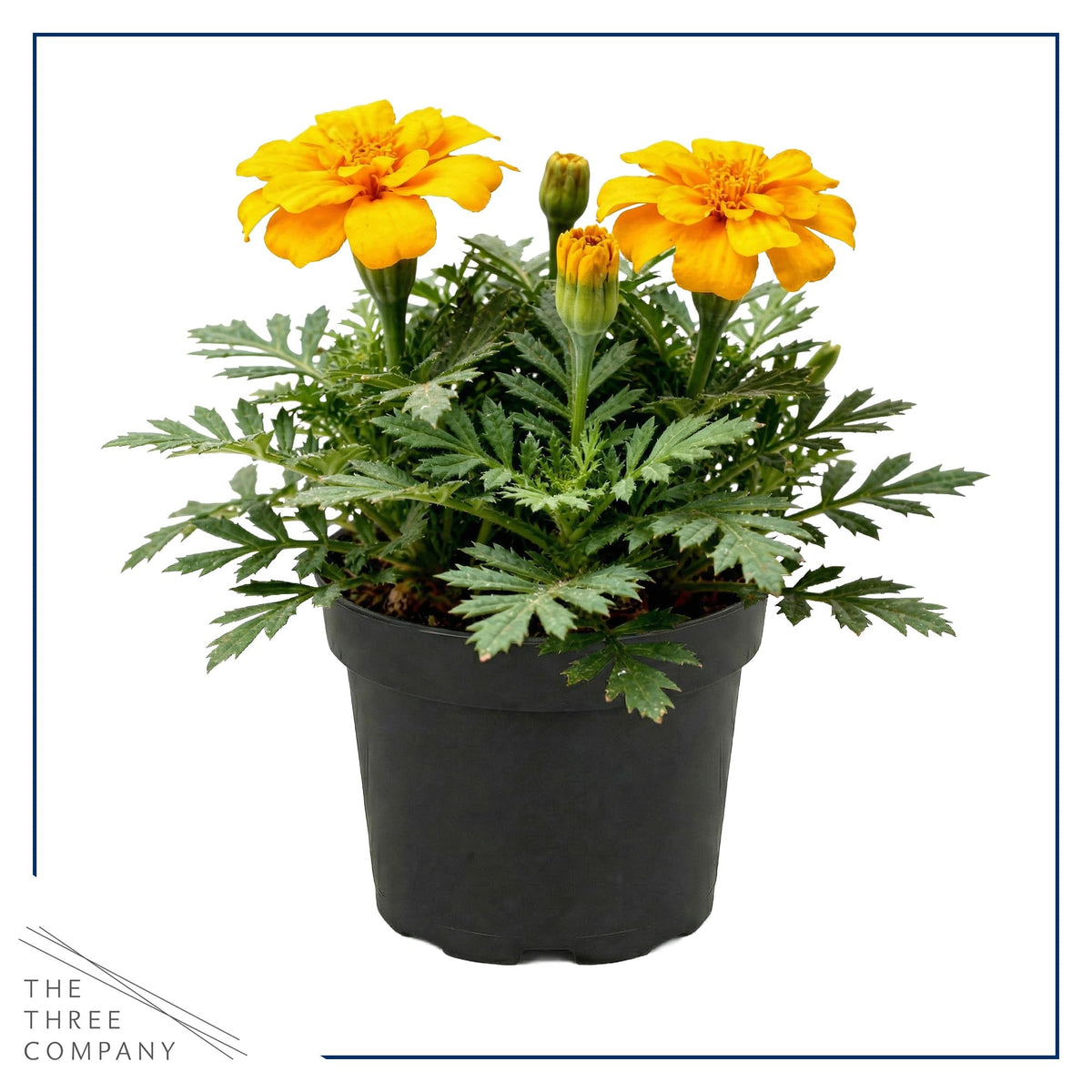 Durango Yellow marigold offers sun-loving blooms for sunny spots.