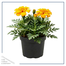 Durango Yellow marigold offers sun-loving blooms for sunny spots.