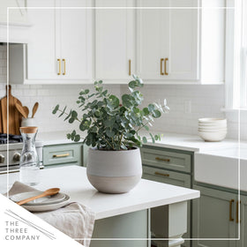 The Three Company eucalyptus arrangement on countertop—compact aromatic accent.