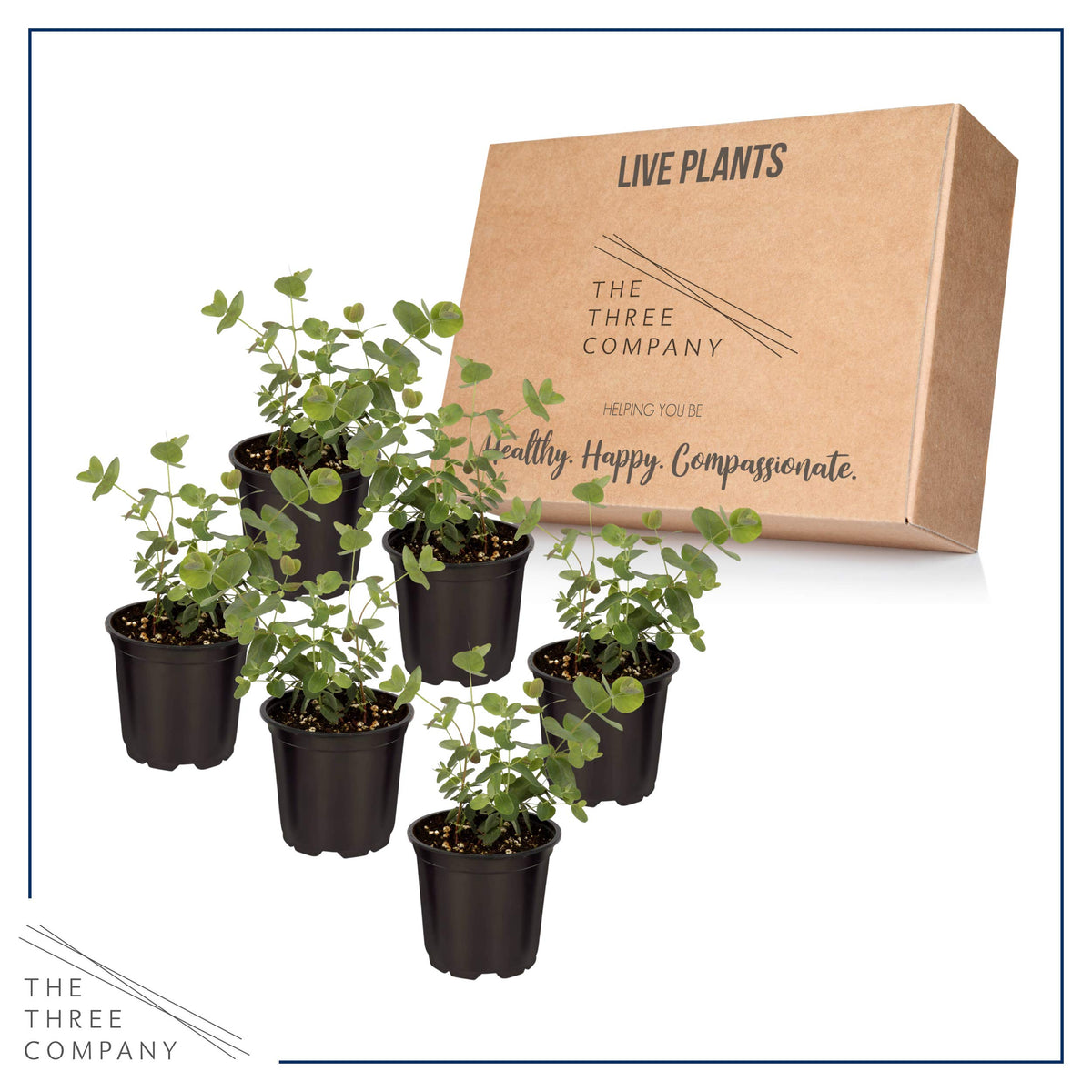 The Three Company eucalyptus on windowsill—natural fragrance and fresh ambiance.