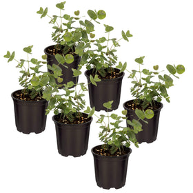 The Three Company eucalyptus 6-pack closeup—lush leaves and healthy growth.