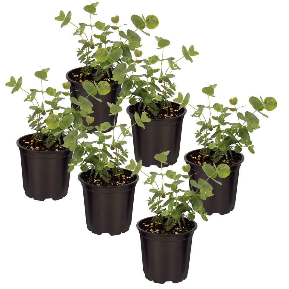 The Three Company eucalyptus 6-pack closeup—lush leaves and healthy growth.