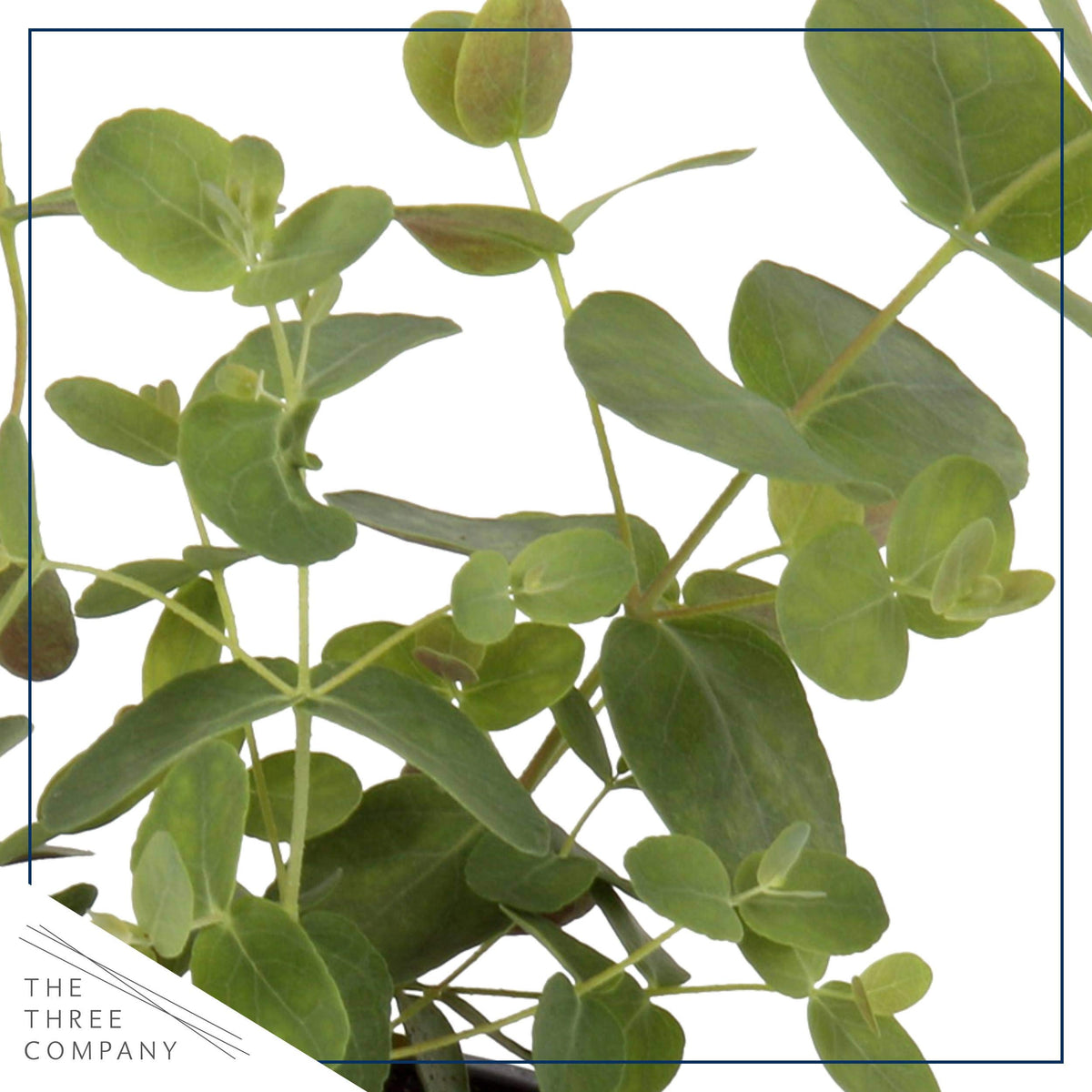 The Three Company eucalyptus 6-pack full view—brighten rooms with greenery.