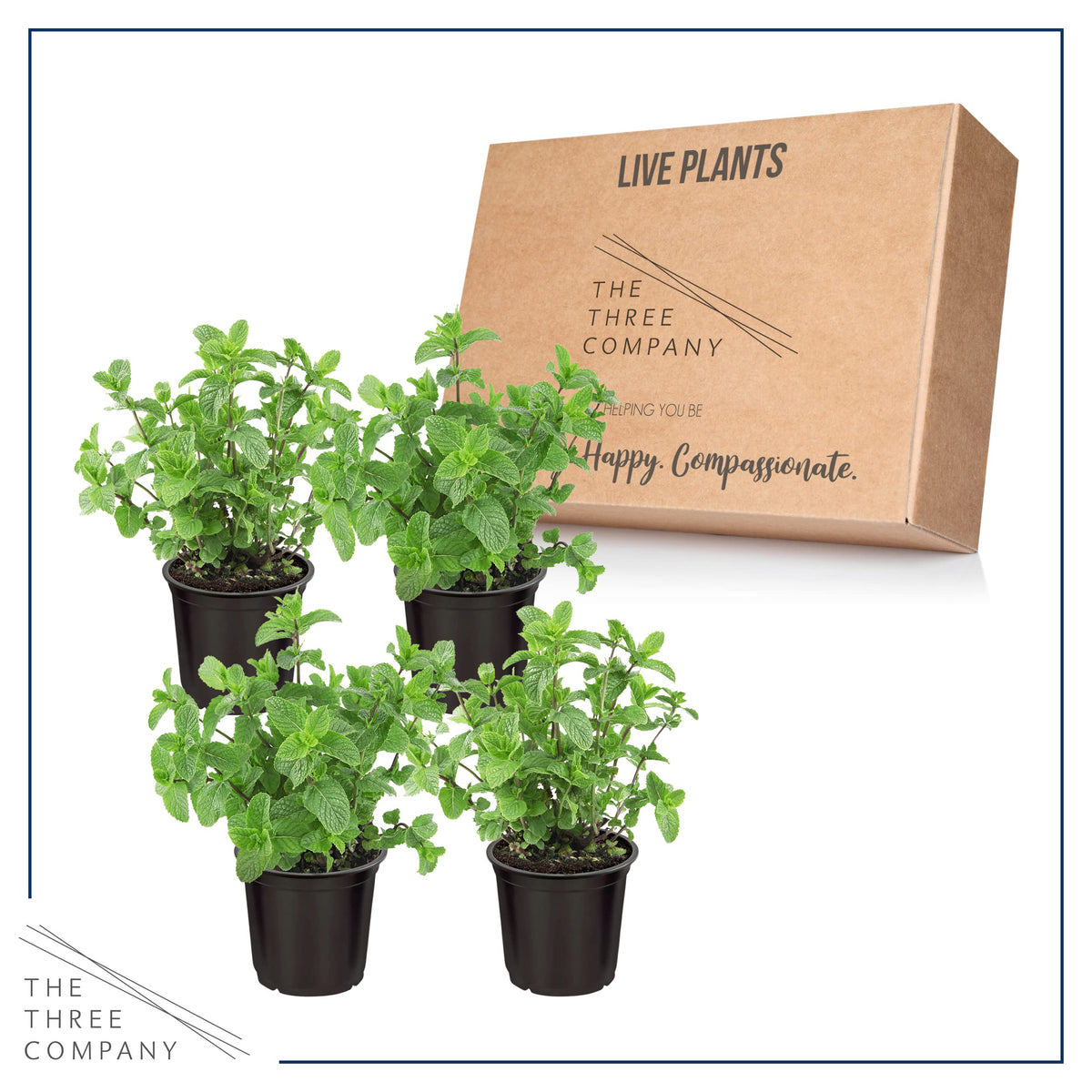 The Three Company fresh mint leaves releasing fragrance for cooking or tea