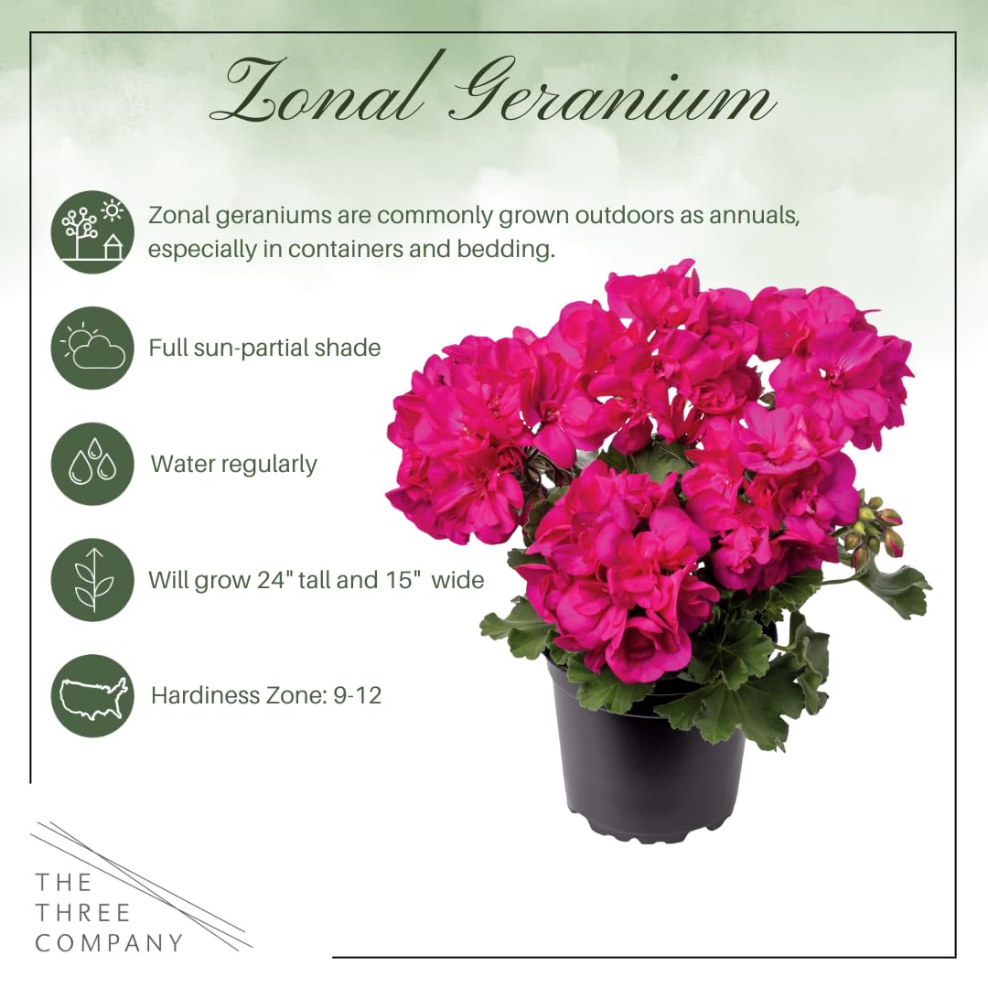The Three Company 12-inch tall geraniums add sturdy color to borders.