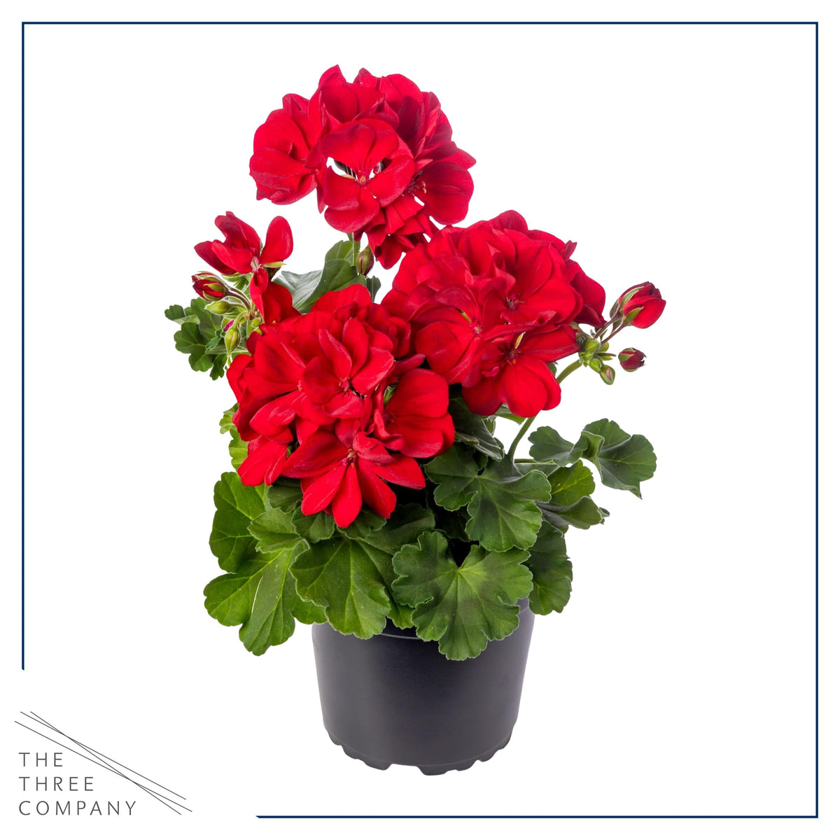 Close-up of red geranium blooms highlighting vivid petals and foliage.