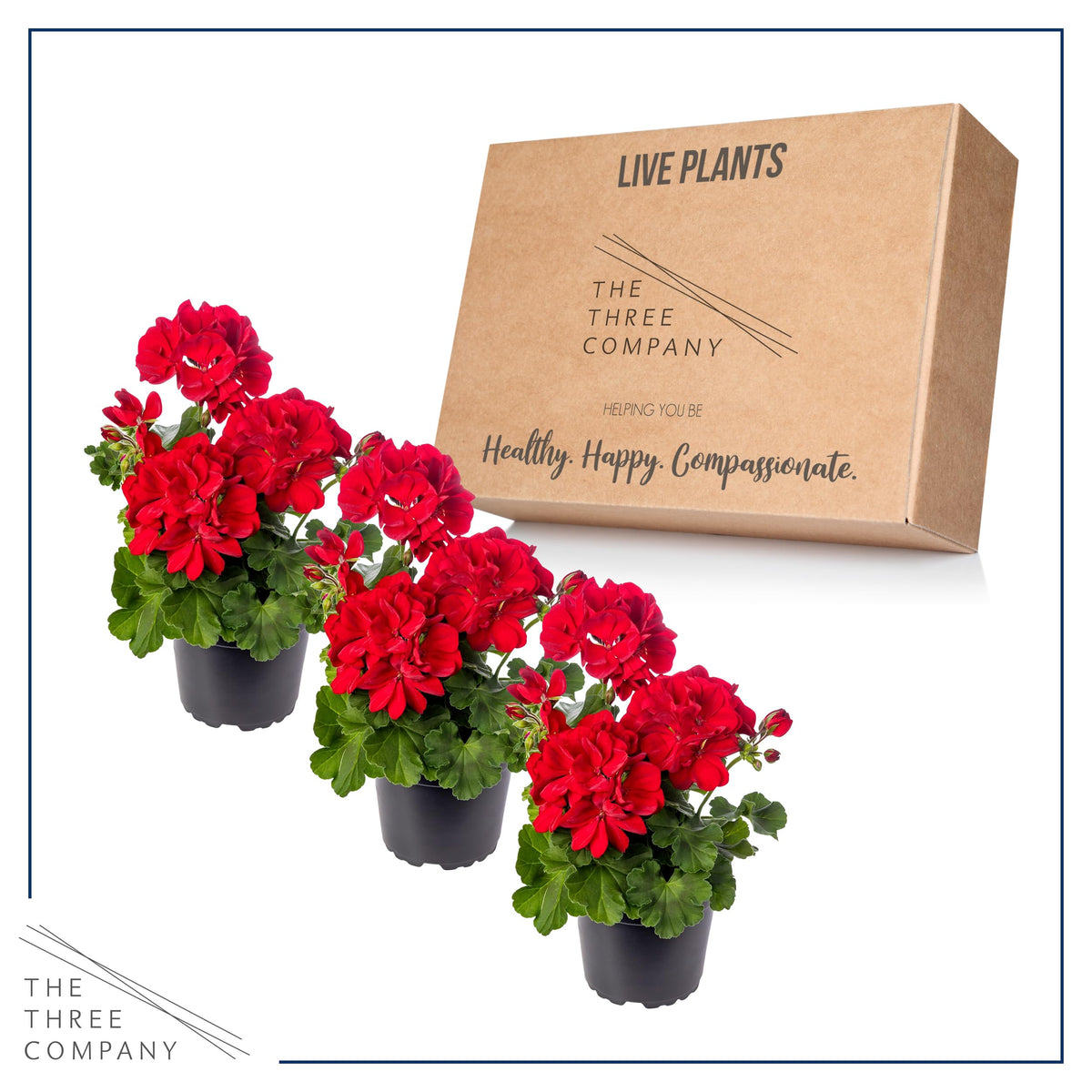 The Three Company geraniums thriving in full sun arrangement.