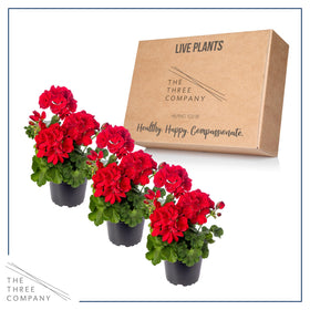 The Three Company geraniums thriving in full sun arrangement.