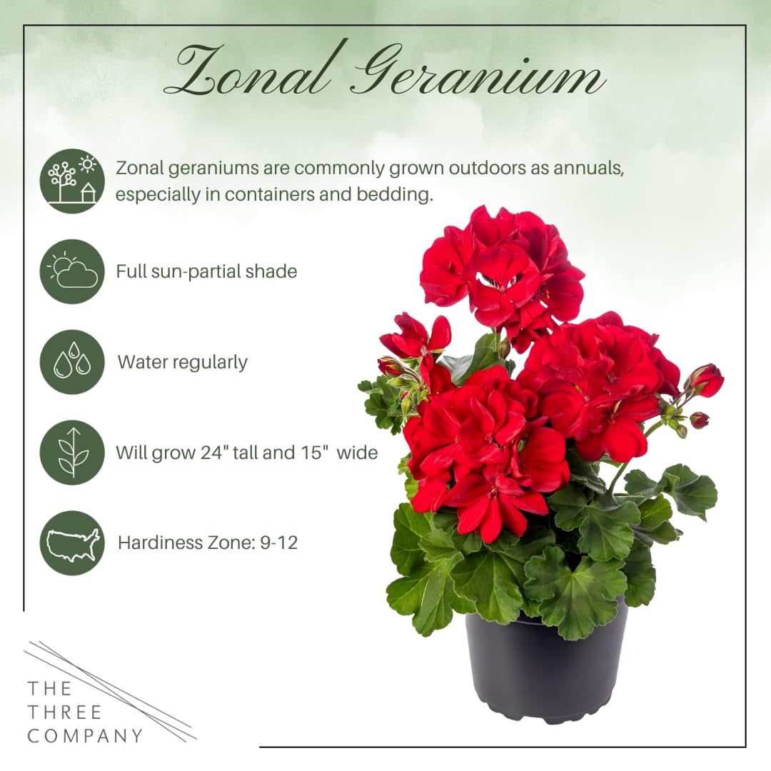 Three-pack geraniums by The Three Company ideal for containers.