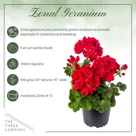 Three-pack geraniums by The Three Company ideal for containers.