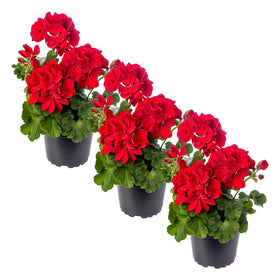 The Three Company red geraniums bloom close-up for vibrant spring color.