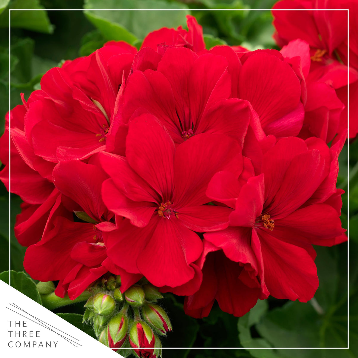 The Three Company red geraniums in 1 qt pot ready for planting.