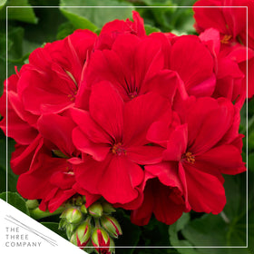 The Three Company red geraniums in 1 qt pot ready for planting.