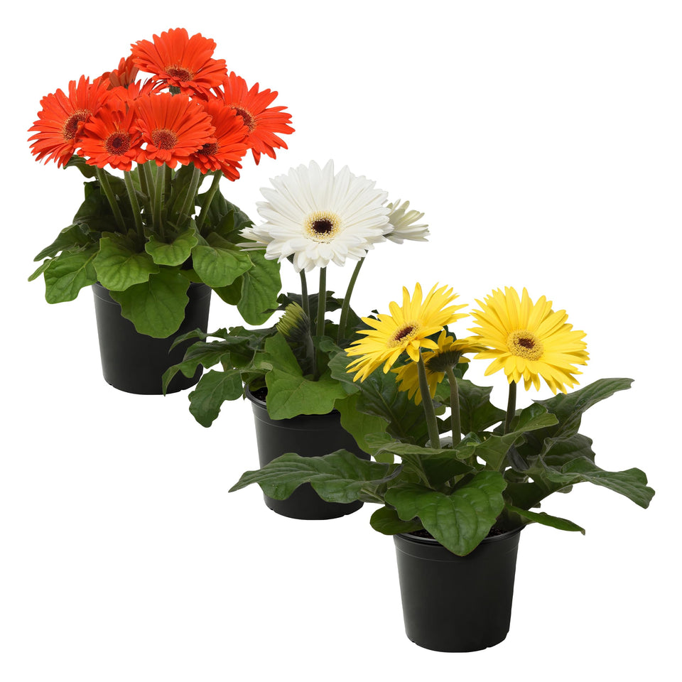The Three Company gerbera daisy plant bloom adds bright spring color to your garden.