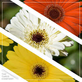 The Three Company gerbera daisy plant closeup highlights crisp petals for sensory appeal.