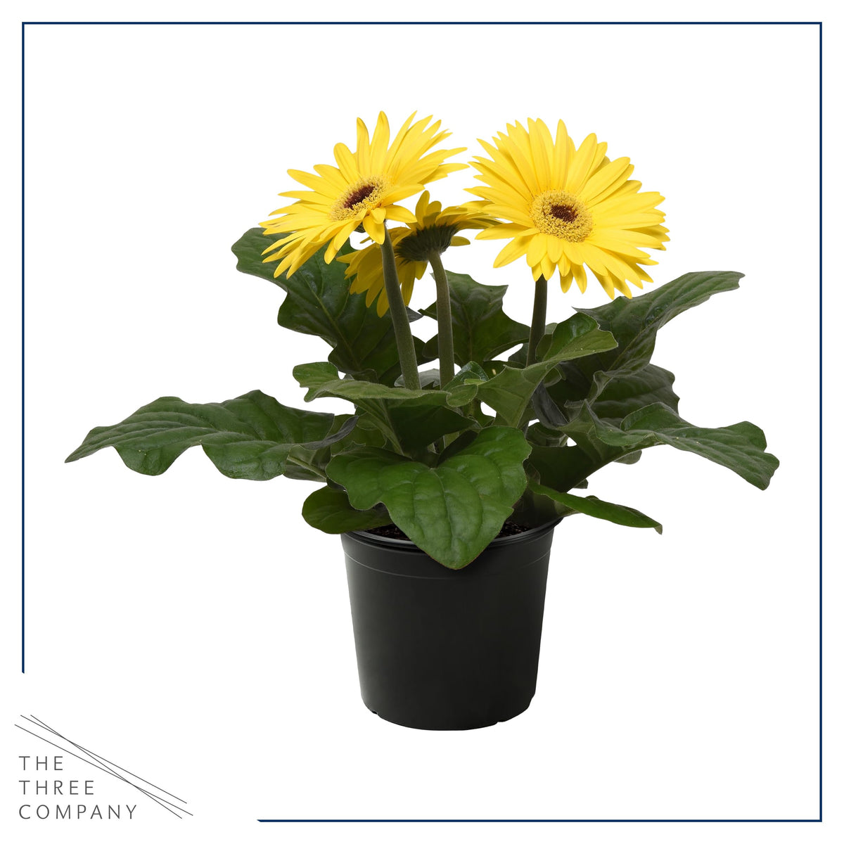 The Three Company growers-choice pack offers assorted colors for vibrant container focal points.