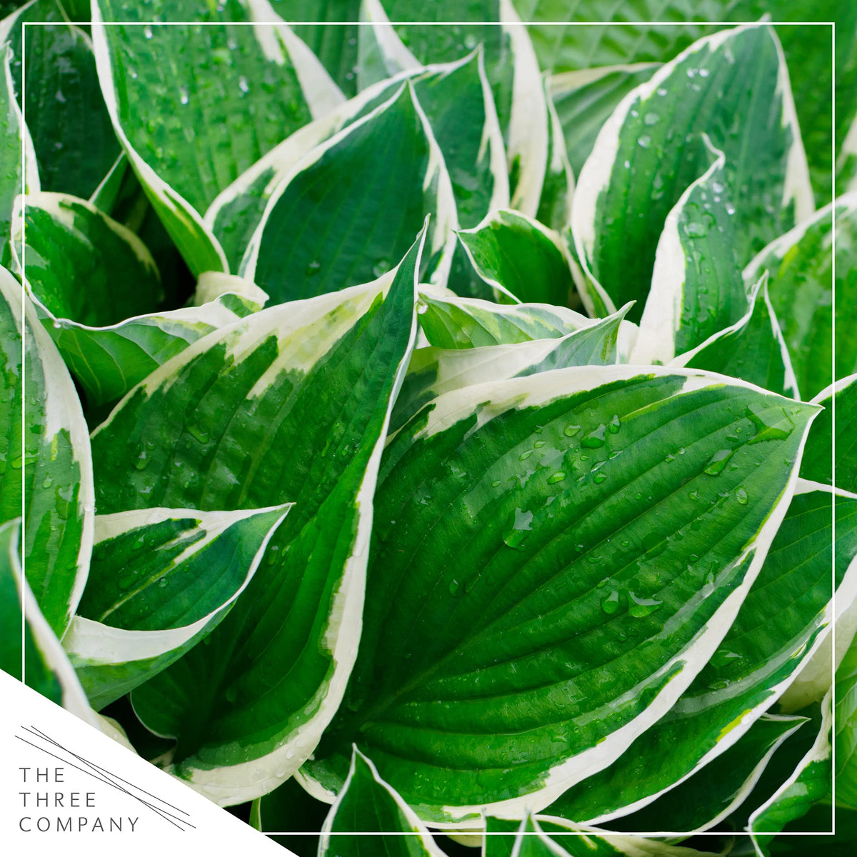 The Three Company hosta pack of 3 plants adds texture to paths.