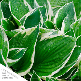 The Three Company hosta pack of 3 plants adds texture to paths.