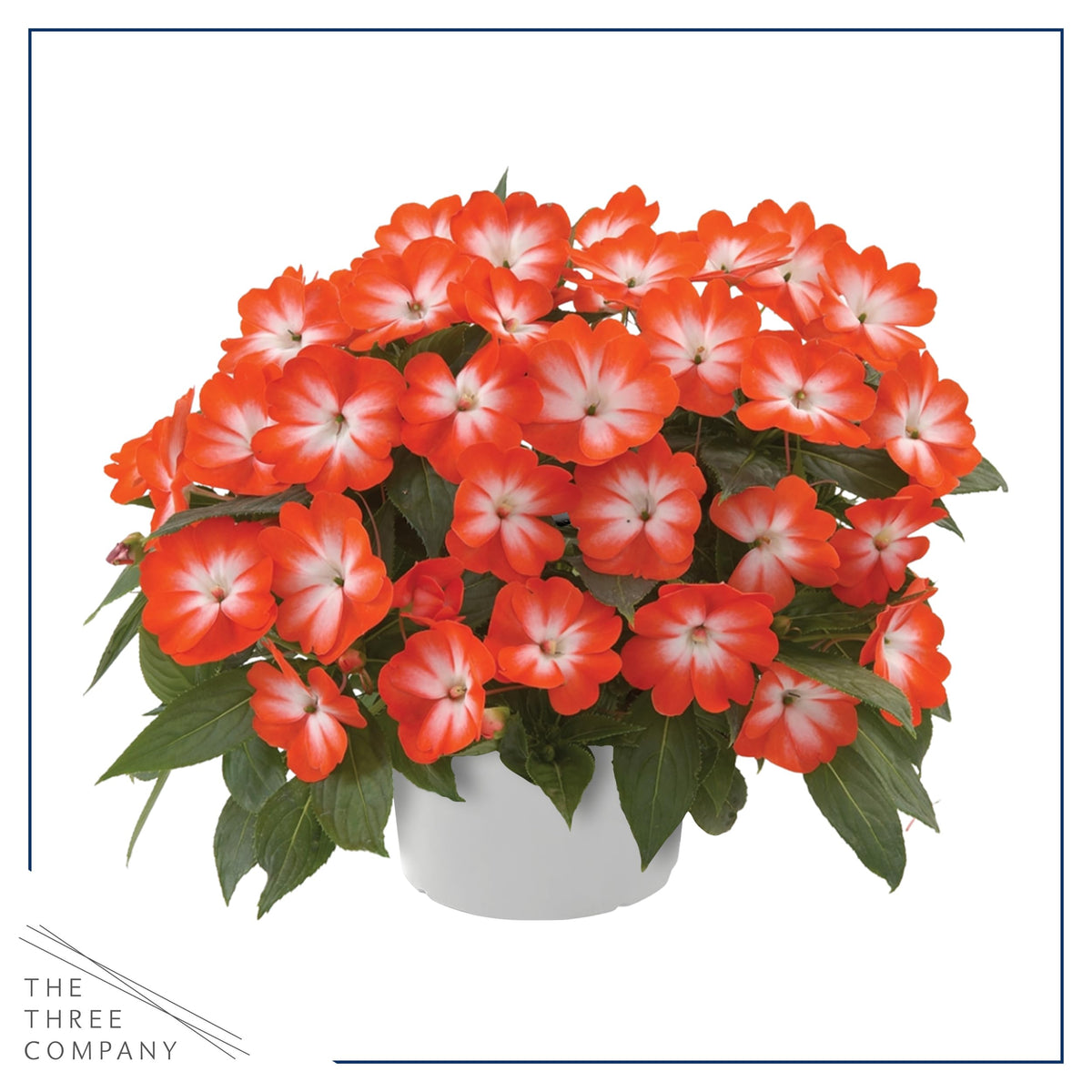 Grows up to 18 inches tall with compact spread.