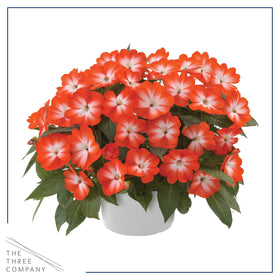 Grows up to 18 inches tall with compact spread.