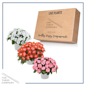 1 qt pot live plants shipped fresh from greenhouse.