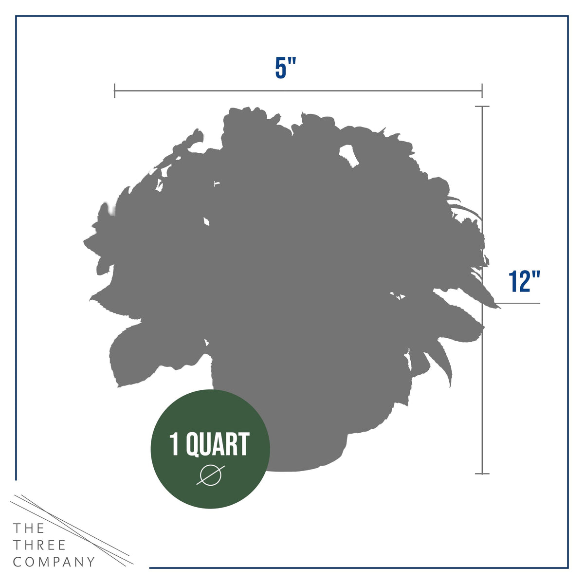 5-inch spread makes them suitable for borders and containers.