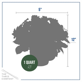 5-inch spread makes them suitable for borders and containers.