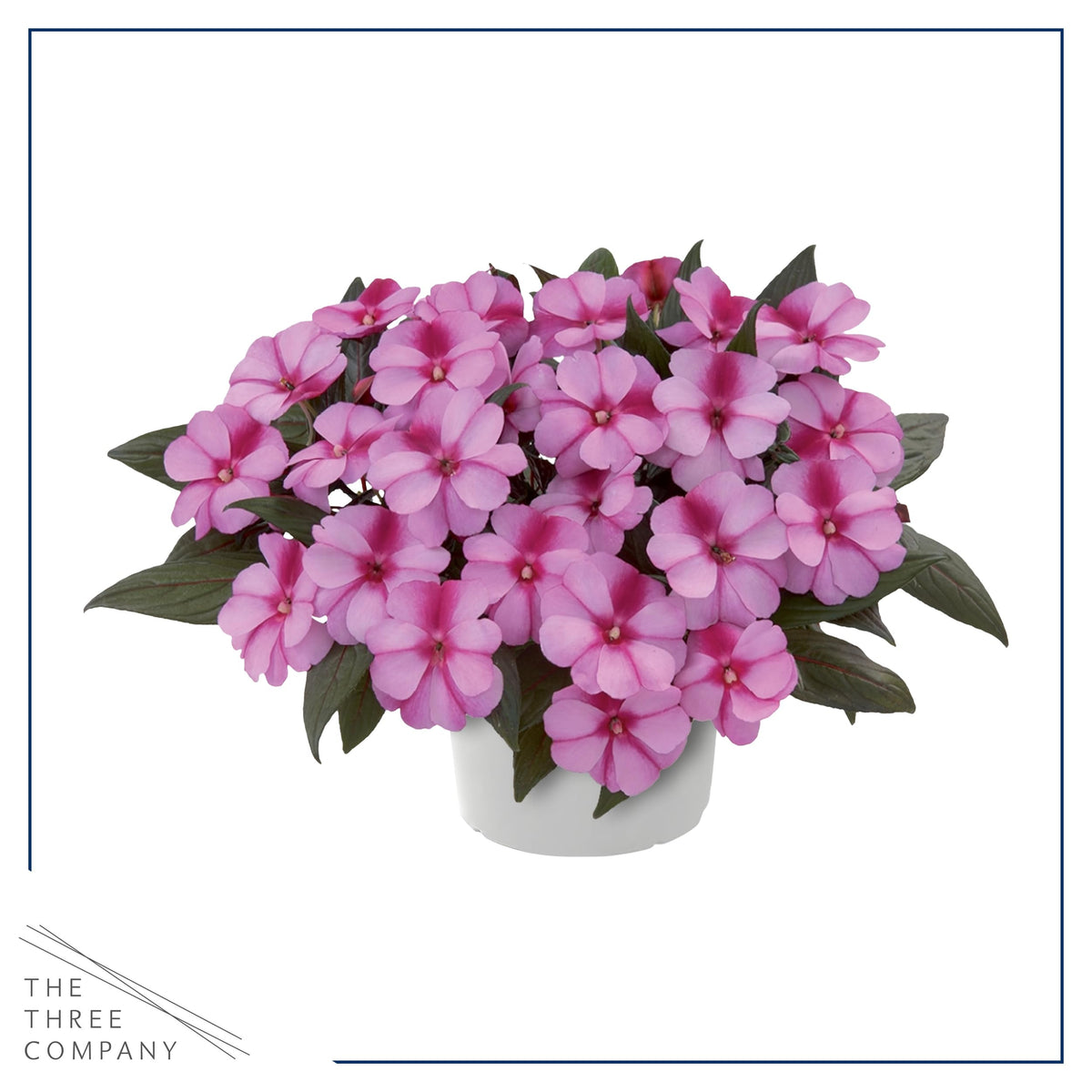 Shade-loving impatiens ideal for walkways and containers.