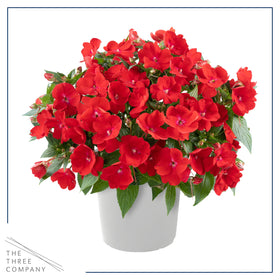 Three-plant Grower's Choice pack delivers quick, lush color.