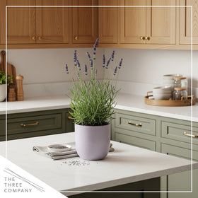 The Three Company lavender thrives in sun with drought-tolerant growth.