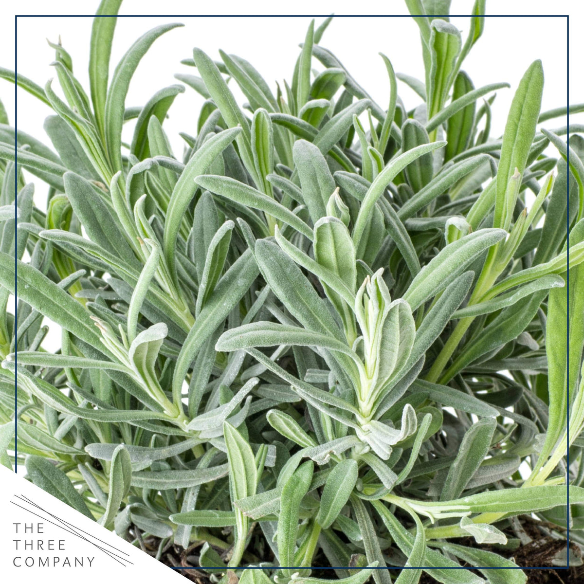 The Three Company lavender flowers in summer offering visual appeal and fresh fragrance.