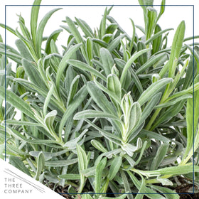 The Three Company lavender flowers in summer offering visual appeal and fresh fragrance.