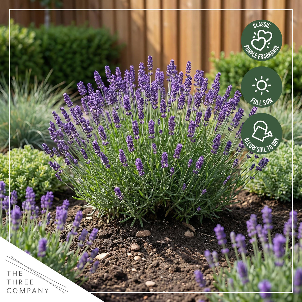 The Three Company lavender in sunlit pots adds aromatic charm.