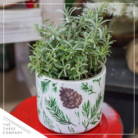 The Three Company greenhouse-shipped lavender appears fresh and healthy upon arrival.