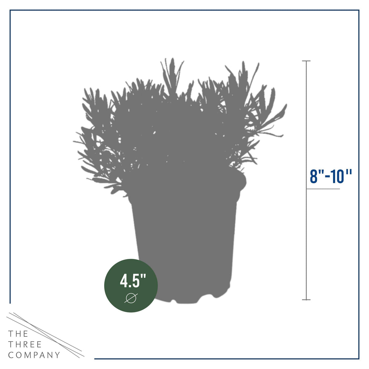 The Three Company lavender reaches up to 3 ft tall and 4 ft wide for garden design.