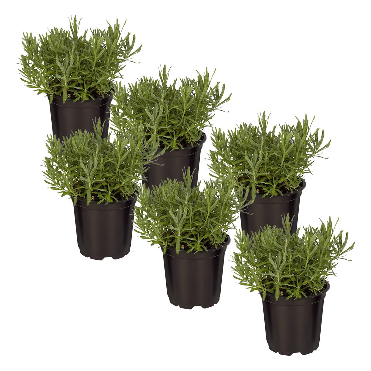 The Three Company Lavender live plant six-pack boosts home scent.