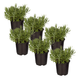 The Three Company Lavender live plant six-pack boosts home scent.