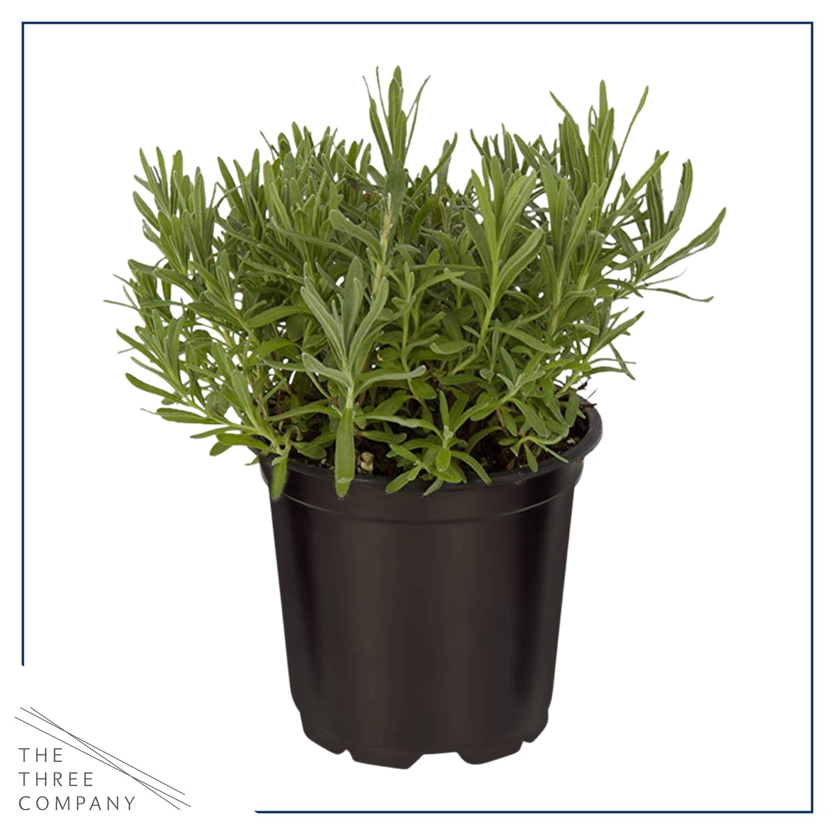 The Three Company lavender in a 1 pint pot ready to grow.