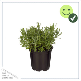 The Three Company lavender silver-green leaves demonstrating drought-tolerant foliage.