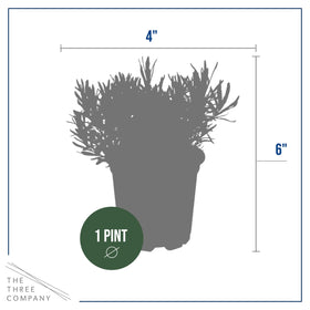 The Three Company lavender silver-green leaves add garden interest and fragrance.