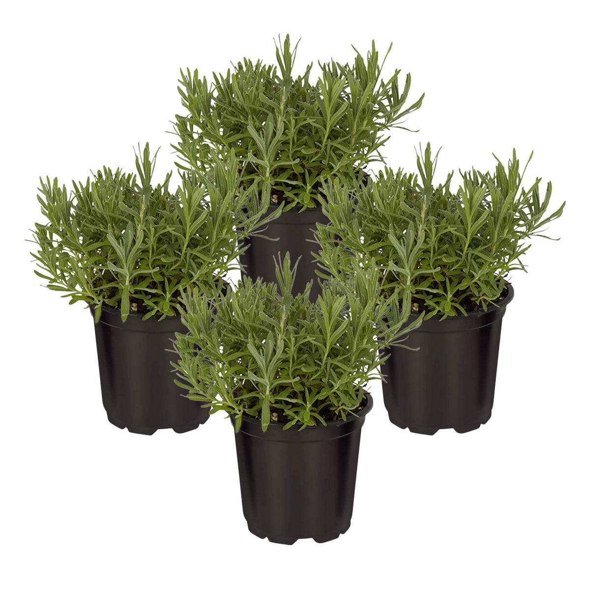 The Three Company lavender starter-pot ready for small garden or windowsill use with calming aroma.