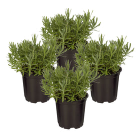 The Three Company lavender starter-pot ready for small garden or windowsill use with calming aroma.