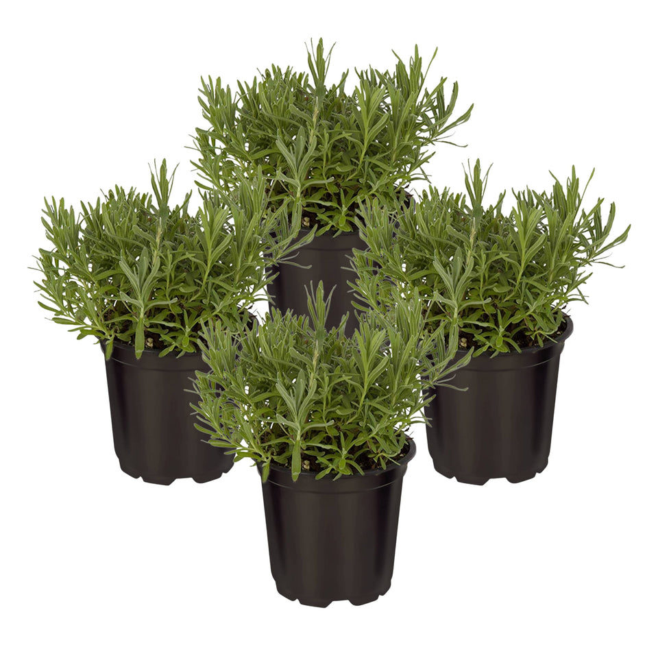 The Three Company lavender starter-pot ready for small garden or windowsill use with calming aroma.