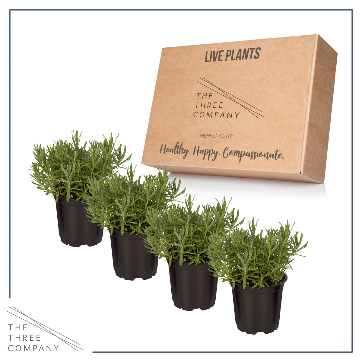 The Three Company lavender in sunlit growth highlights healthy, vibrant foliage and blooms.