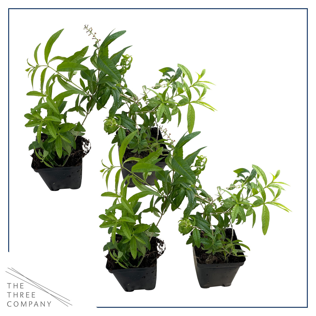 The Three Company lemon verbena 4-per-pack potted plant ready to grow