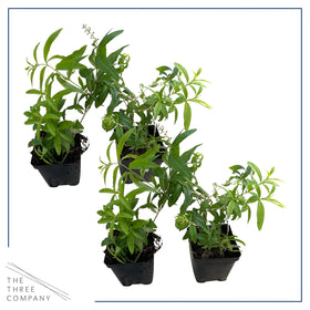 The Three Company lemon verbena 4-per-pack potted plant ready to grow