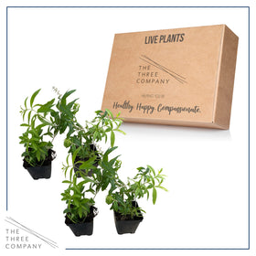 The Three Company lemon verbena fragrant leaves ideal for culinary or tea use
