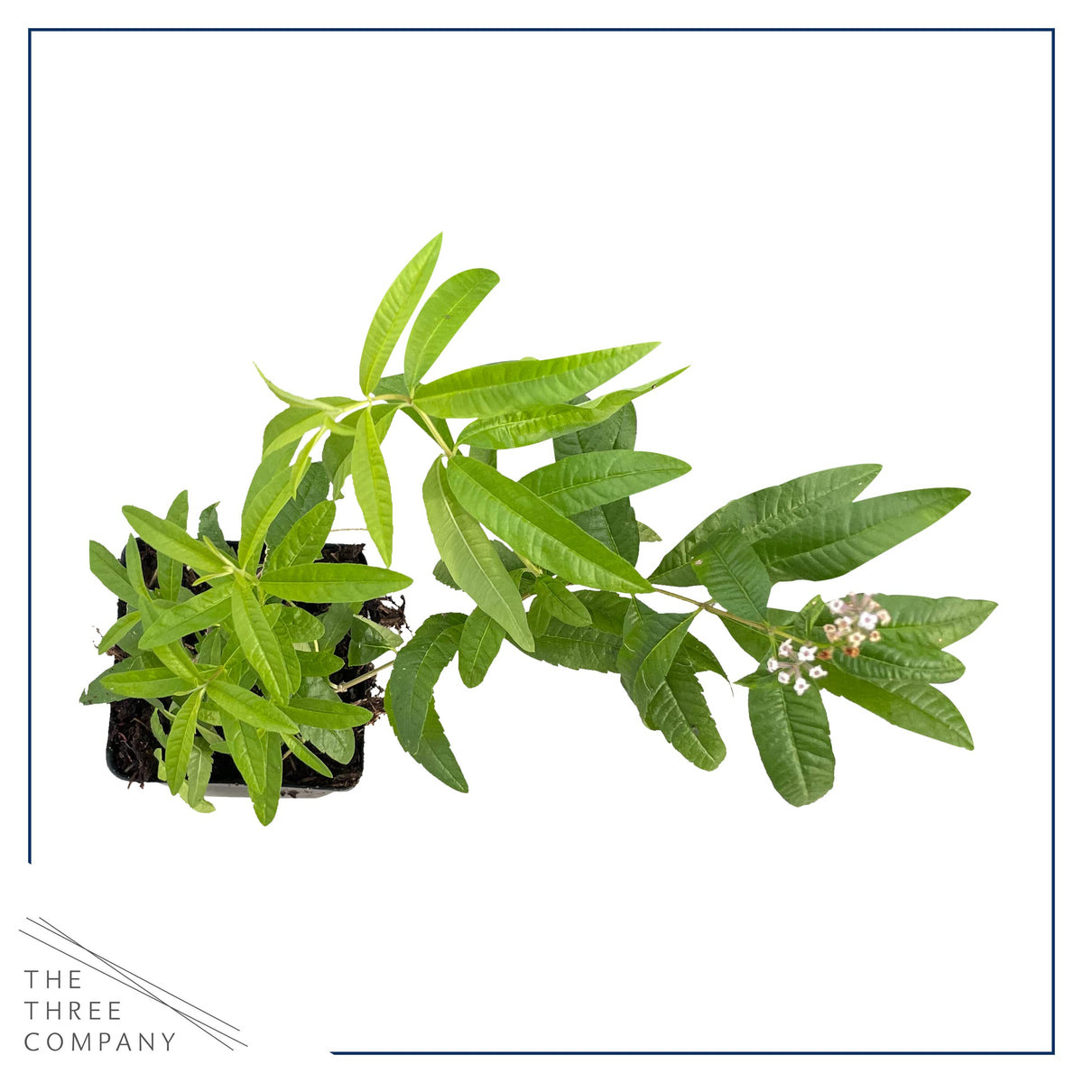 The Three Company lemon verbena leaves closeup shows vibrant foliage and aroma